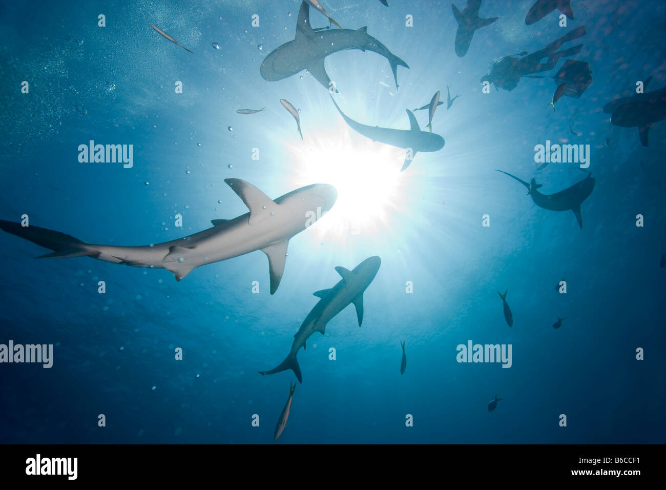 En la isla de Nueva Providencia Bahamas tiburones de arrecife del Caribe Carcharhinus perezi rodeando Scuba Diver descendente con una caja de alimentos Foto de stock