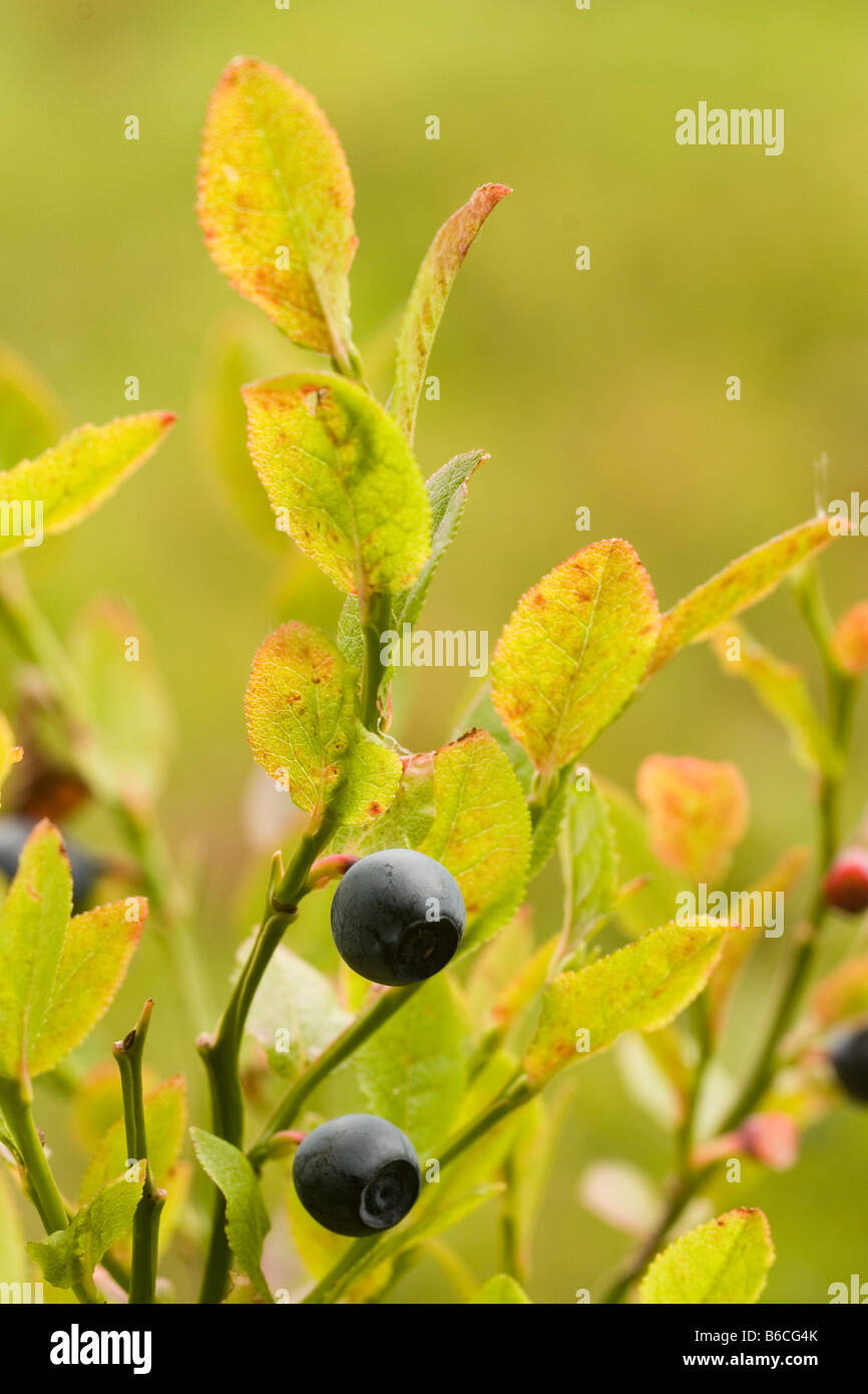 Los arándanos crecen en árboles Fotografía de stock - Alamy