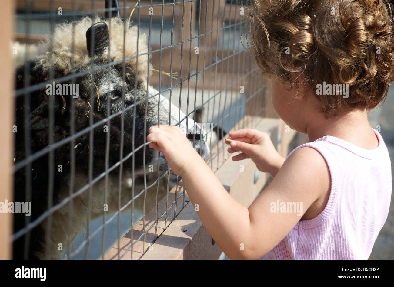 Primer plano de una niña alimentar ovejas en un mini zoo en Brooklyn, Nueva York, EE.UU. Foto de stock