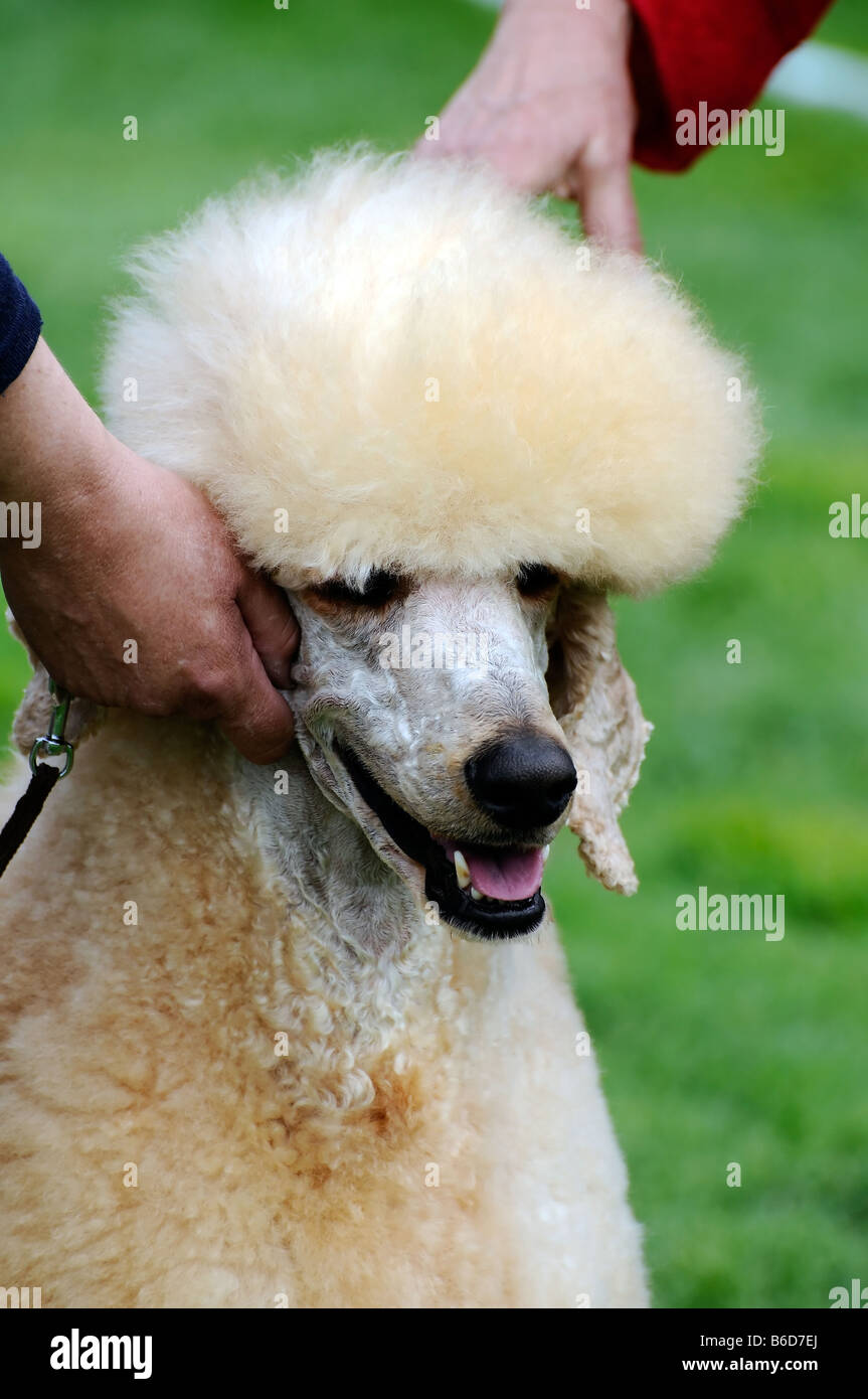 Bien cortado poodle perro en un perro mostrar Fotografía de stock - Alamy