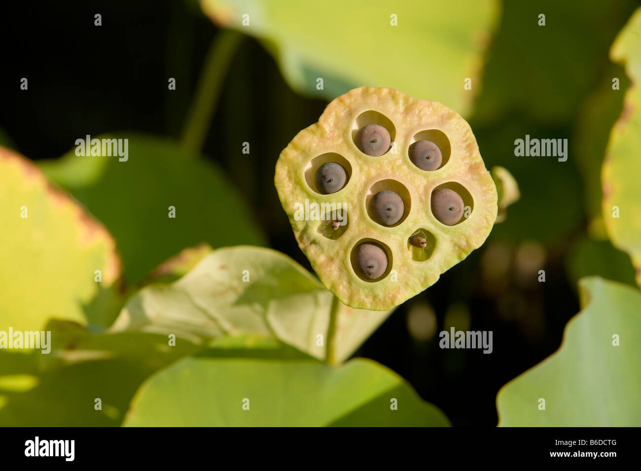 Los recipientes de semillas de loto en el estanque de loto en el Brooklyn Botanic Gardens Foto de stock