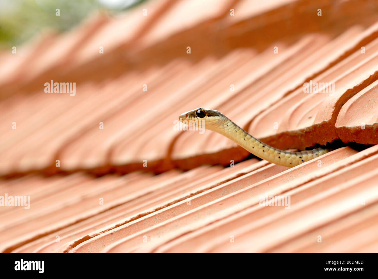 UNA SERPIENTE DE ÁRBOL Foto de stock