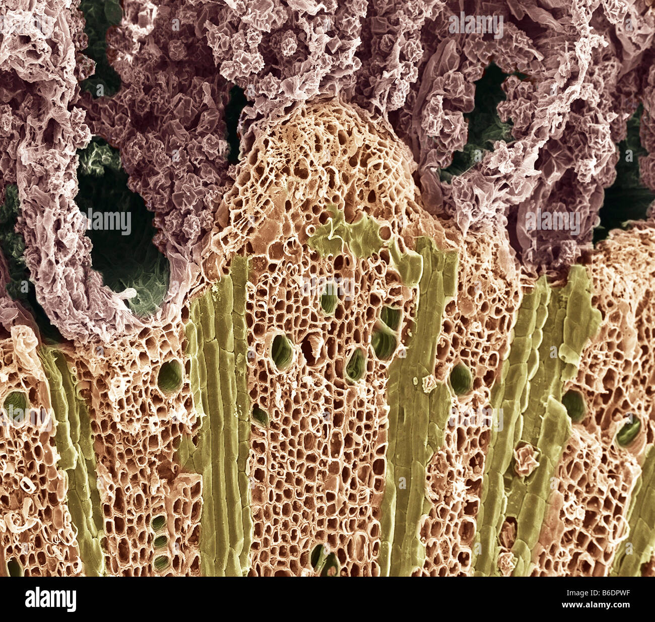 La madera. Color análisis micrografía de electrones (SEM) de madera  mostrando vasos de floema (verde oscuro) y orificios de xilema tejido  (abajo Fotografía de stock - Alamy