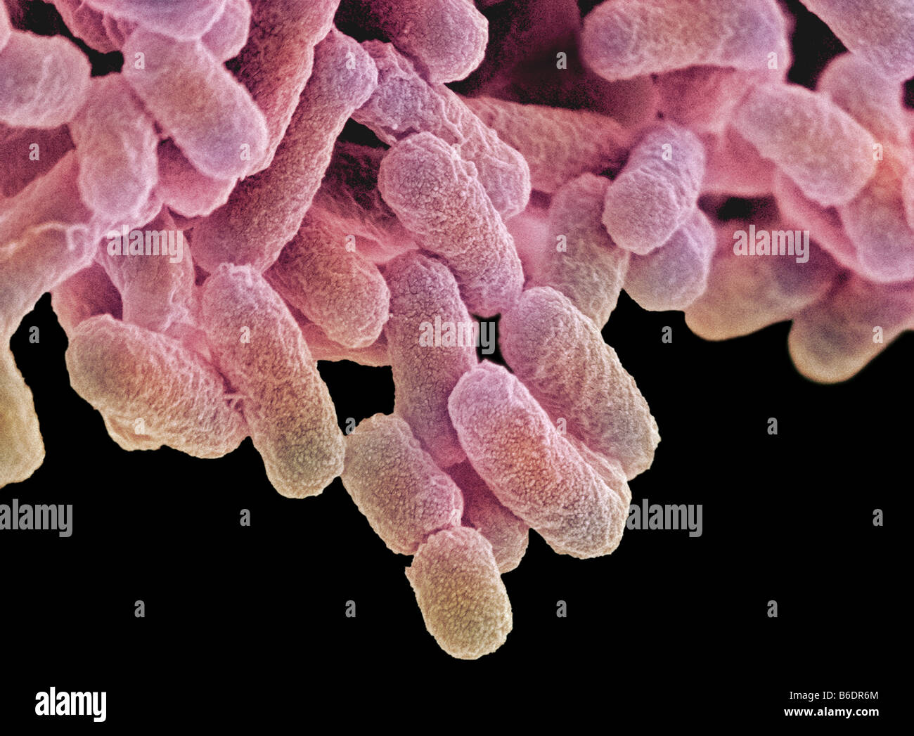 Escherichia coli son bacilos gram-negativos con forma de barra las  bacterias que forman parte de la flora normal del intestino humano  Fotografía de stock - Alamy