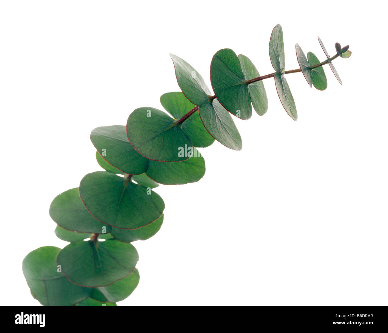 Hojas de eucalipto. Eucalyptus sp. en abranch. Estas son utilizadas en