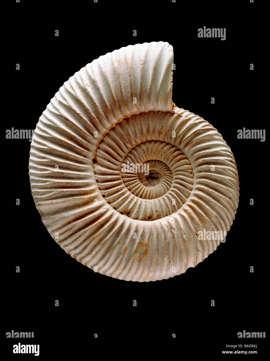 Amonita fósil. Ammonites están extintas de invertebrados marinos. Primero aparecieron en el Período Devoniano temprano a LateSilurian. Foto de stock