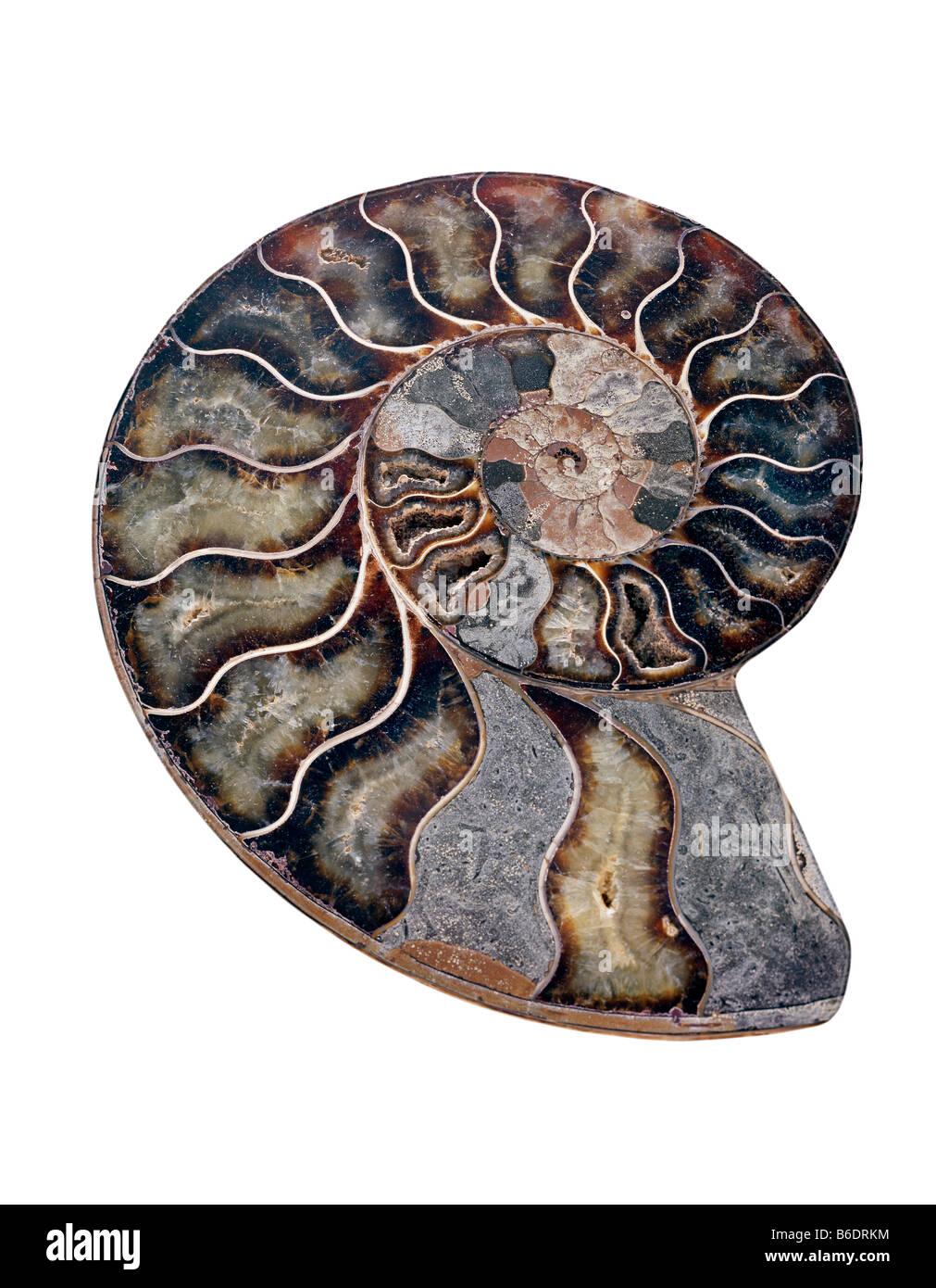 Amonita. Amonita seccionadas pulido fósil. Ammonites están extintas de invertebrados marinos. Foto de stock