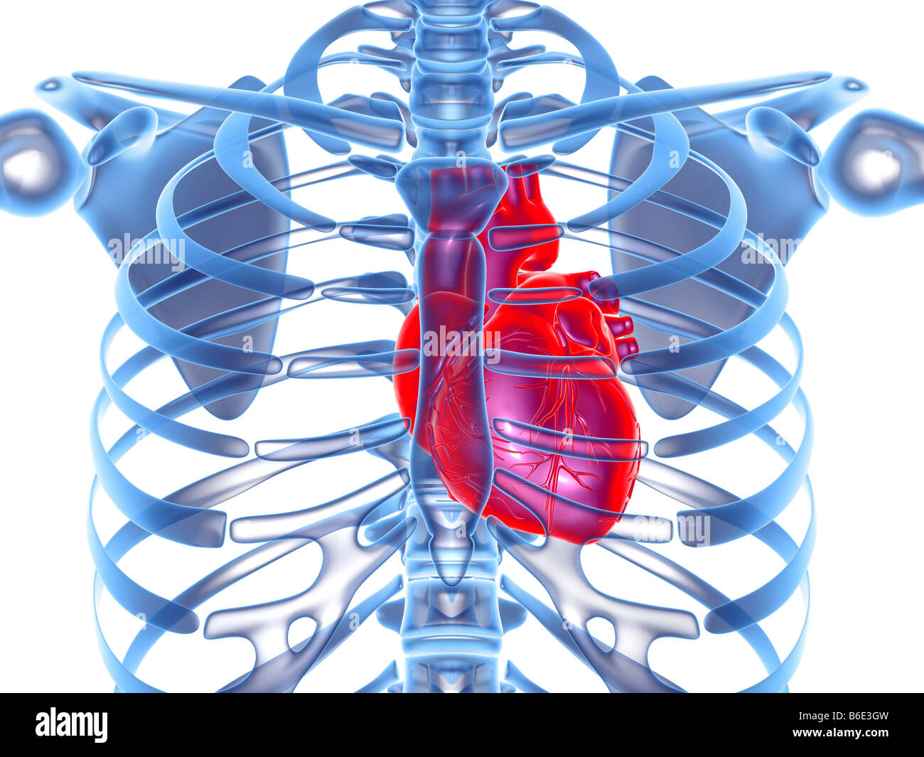 El corazón dentro de la caja torácica Fotografía de stock - Alamy