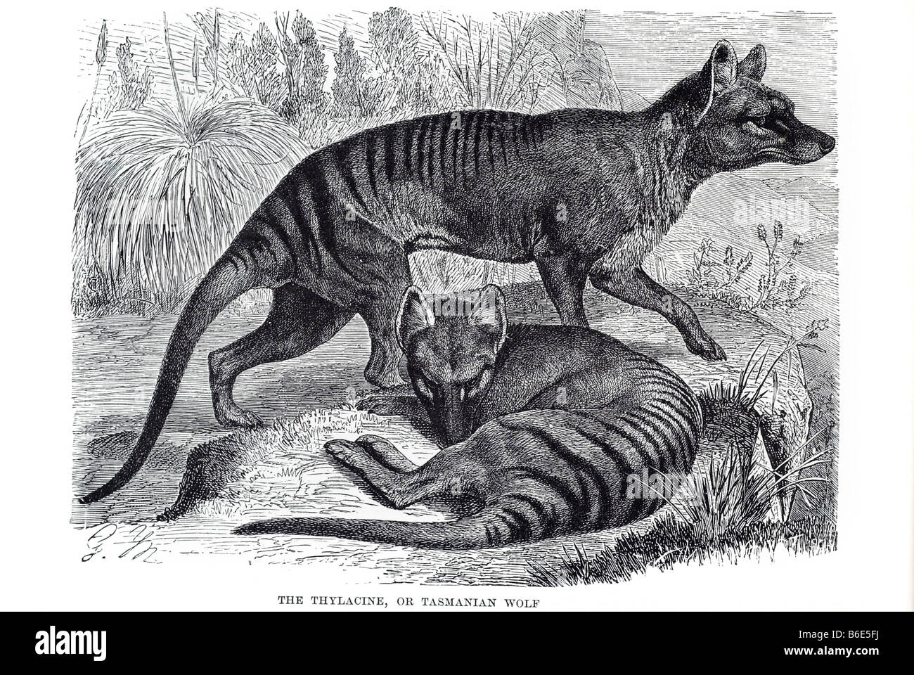 Thylacine o perro-lobo de Tasmania encabezada pouched marsupial carnívoro más grande de los tiempos modernos. Nativo de Australia continental, tas Foto de stock