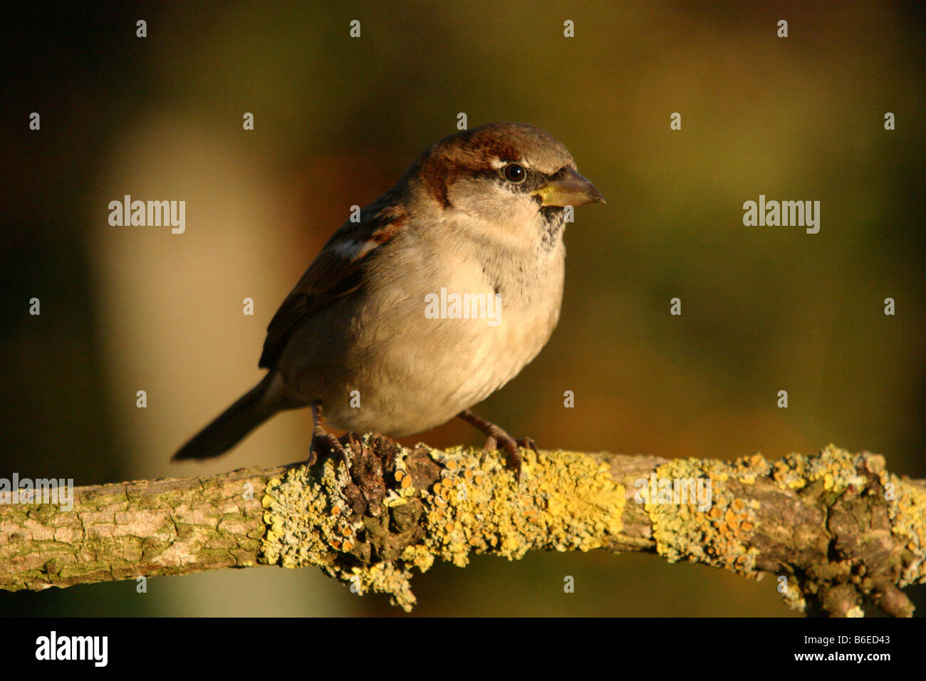 Gorrión Passer domesticus encaramado sobre un liquen cubiertos rama Foto de stock