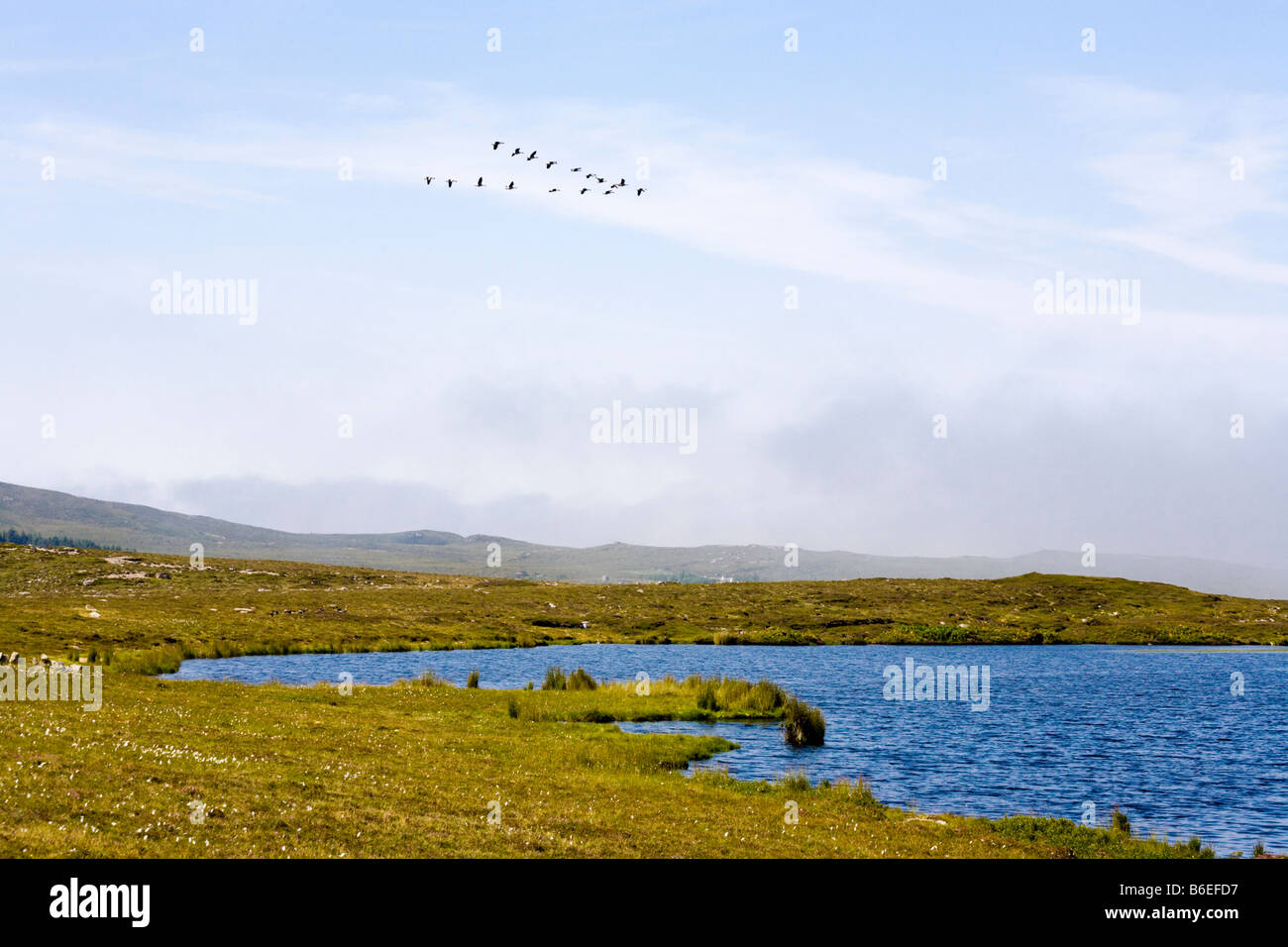 Gansos volando sobre loch Dubh na Maoil, Mellon Udrigle, Wester Ross, Highland, Escocia Foto de stock
