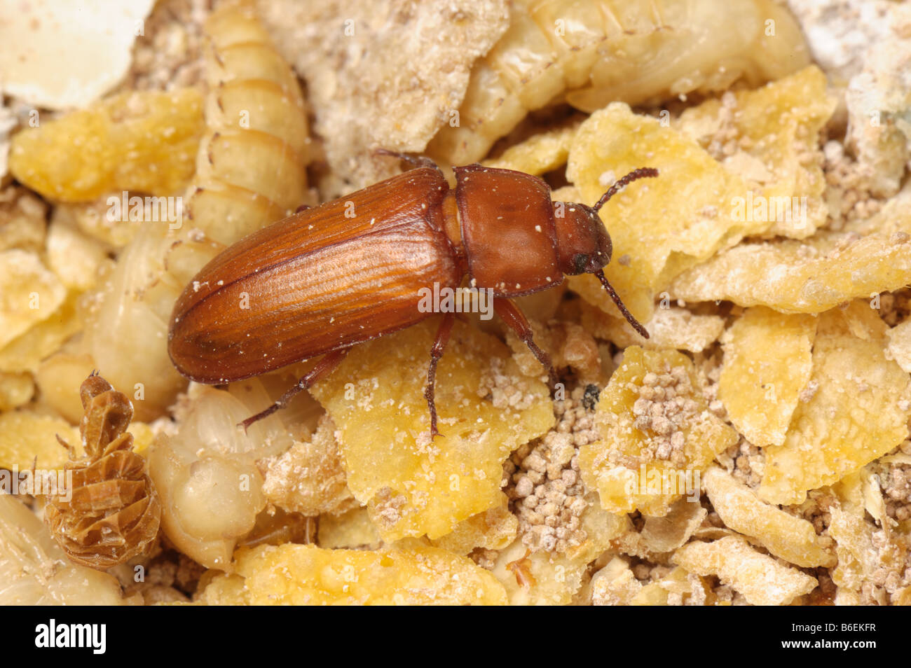 Yellow mealworm Tenebrio molitor escarabajo adulto de plagas de almacenamiento Foto de stock