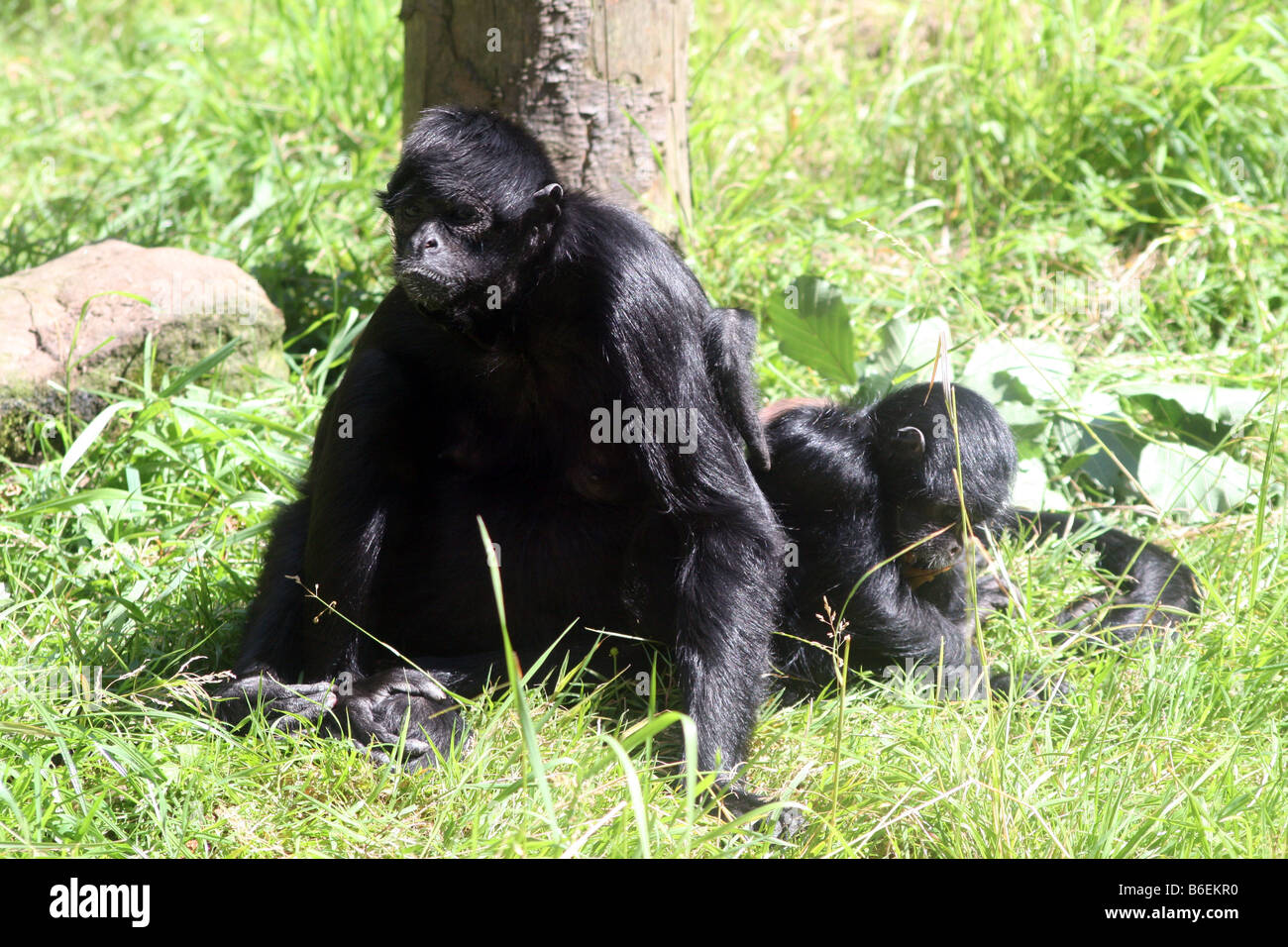 Colombia enfrenta Negro [Mono Araña, Zoológico de Chester, Cheshire, Inglaterra, Gran Bretaña, Reino Unido, Europa]. . Foto de stock