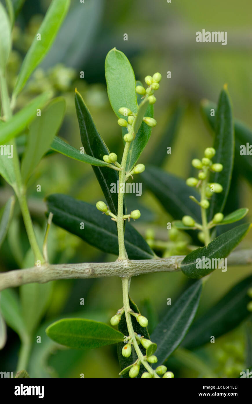 Olivenbaum olea europaea olivo planta plantas fotografías e imágenes de