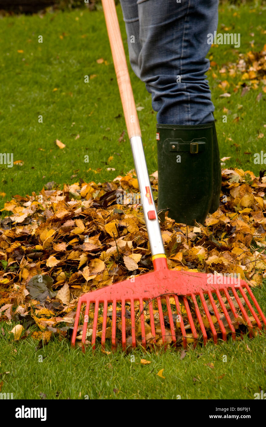 Utilizando césped rastrillo para barrer hojas de césped Fotografía de
