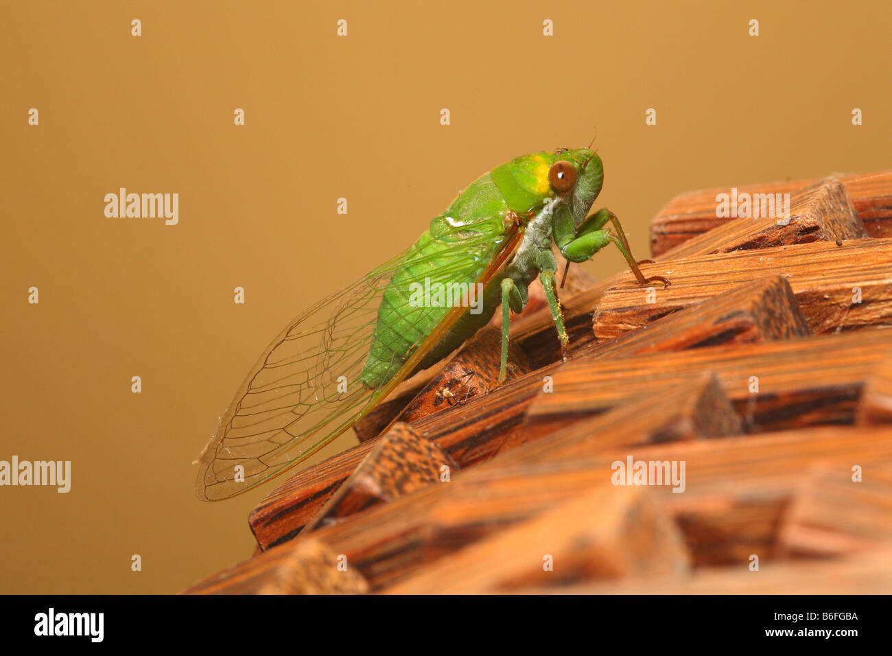 Cabeza redonda (Cicada Cicadomorpha), Samboja, Kalimantan Oriental, Borneo, Indonesia, Sudeste de Asia Foto de stock