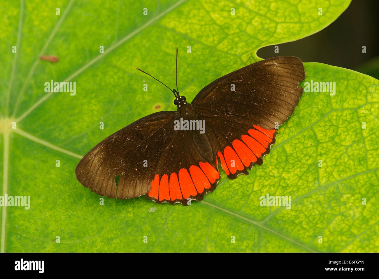 Mariposas tropicales, Ecuador, Sudamérica Foto de stock