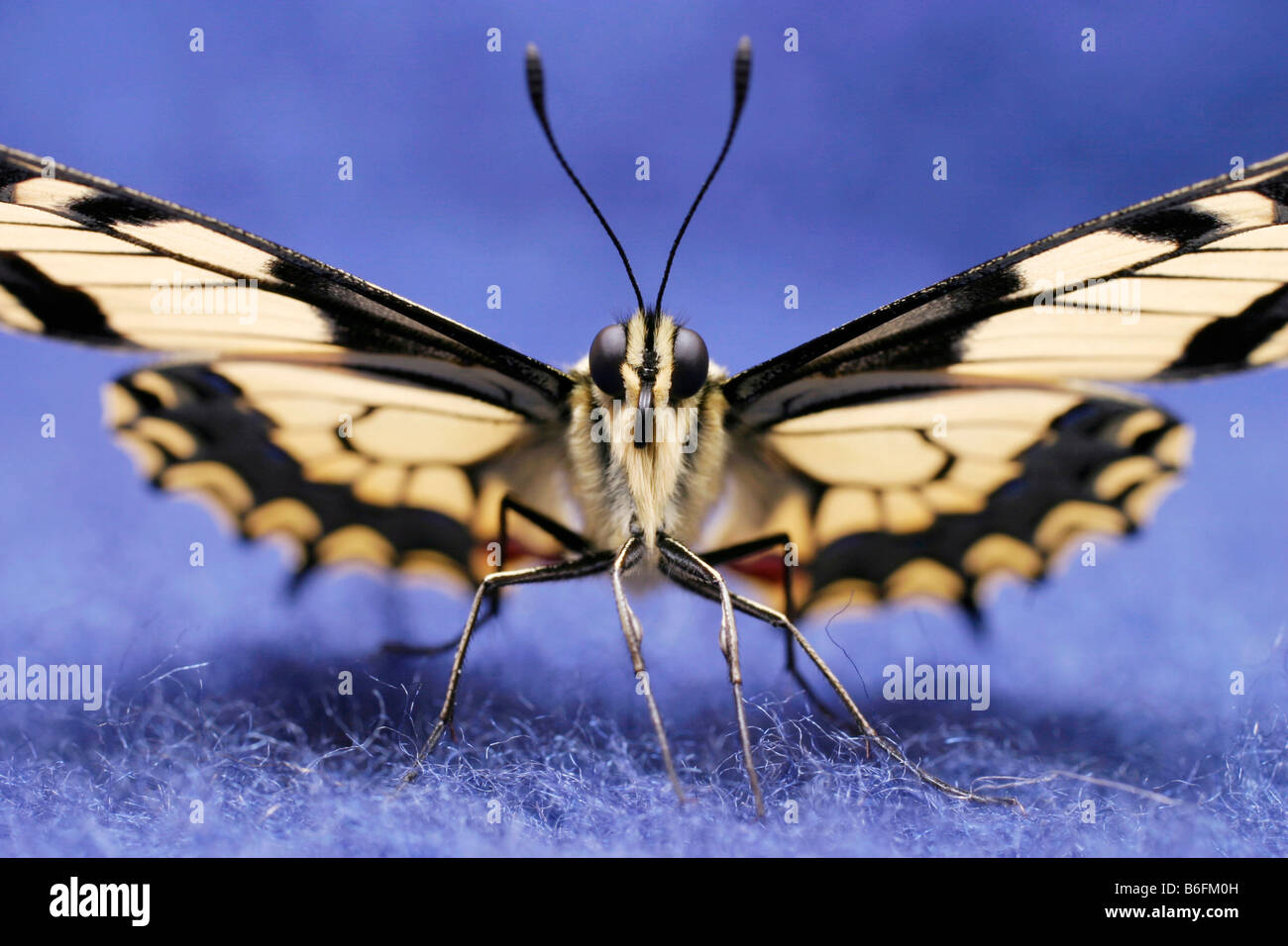 Especie del viejo mundo (Papilio machaon) Foto de stock