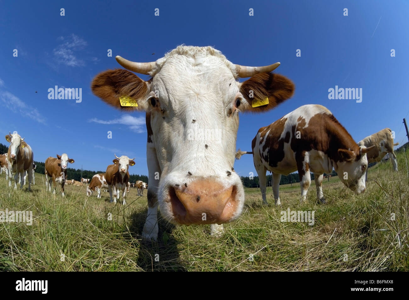 Las vacas en un potrero, vaca mirando hacia la cámara de amplio ángulo de visión, Alta Baviera, Alemania, Europa Foto de stock