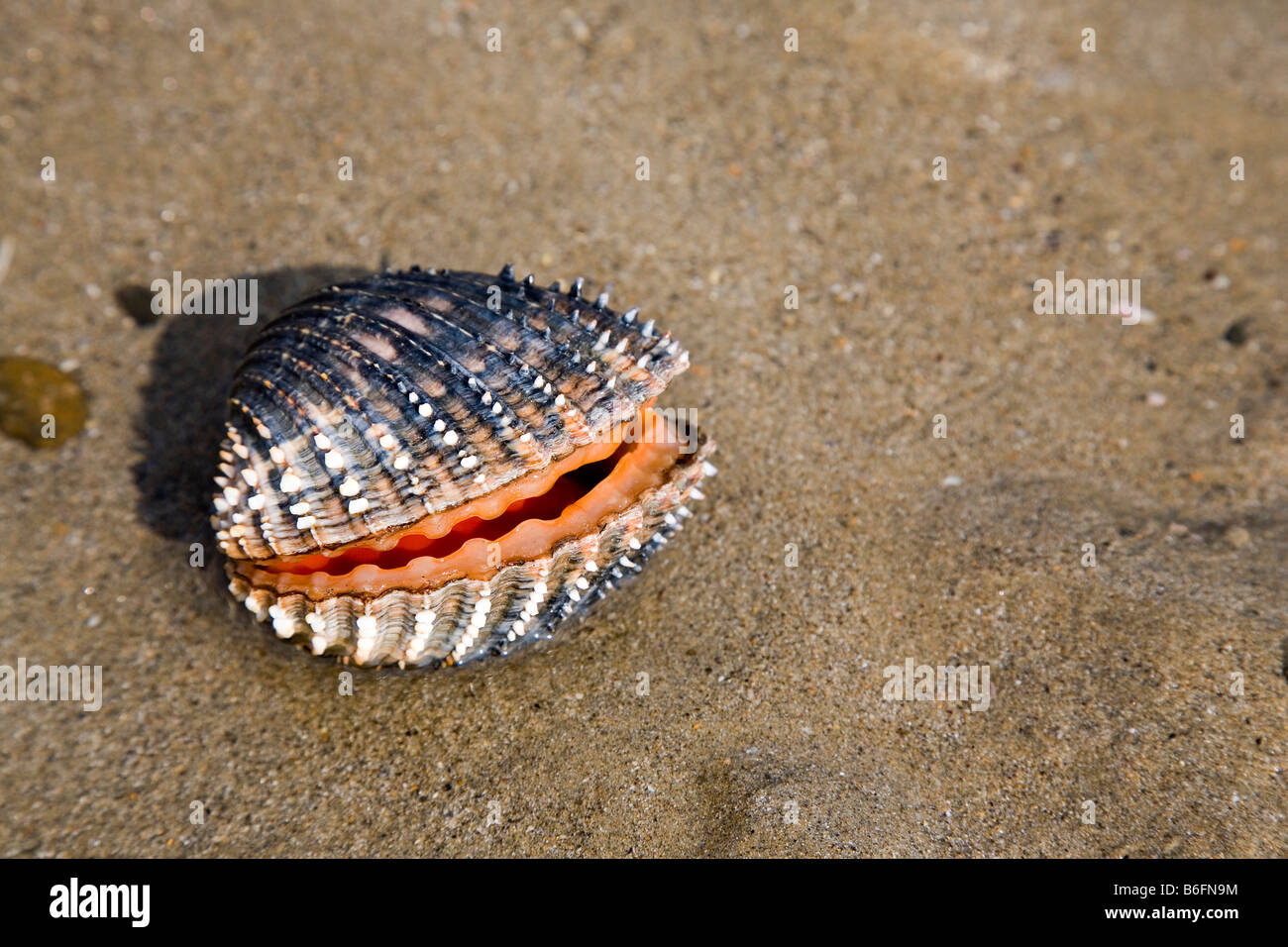 Gran Unión espinosas de arrugas (Acanthocardia aculeata), Abierta, viva, en un charco en la playa con marea baja. Foto de stock