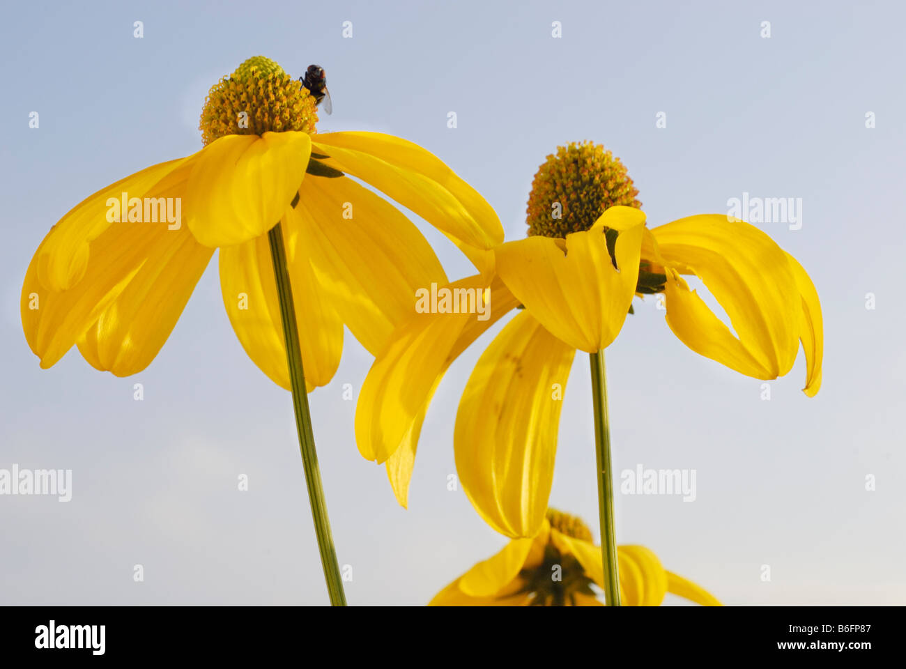 Brillante (Coneflower Rudbeckia nitida), blossom Foto de stock
