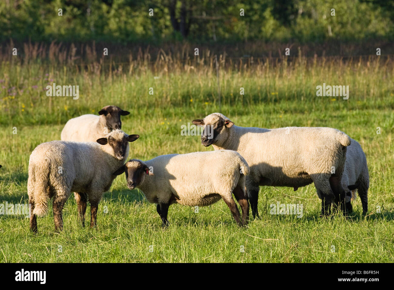 Espinilla ovejas (Ovis orientalis aries), Alta Baviera, Alemania, Europa Foto de stock