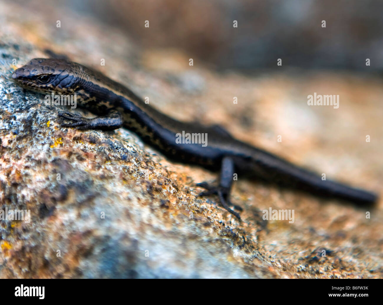 Árbol de Tasmania Skink (Niveoscincus pretiosus), sentada sobre una roca en la cima del Monte Wellington cerca de Hobart, Tasmania, Australia Foto de stock