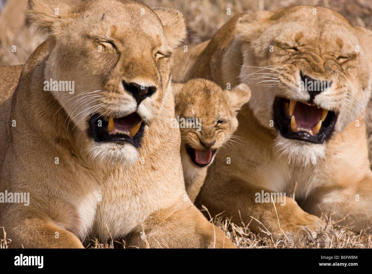 Un cachorro de león acurrucada con un par de leonas pasando el bostezo. Foto de stock