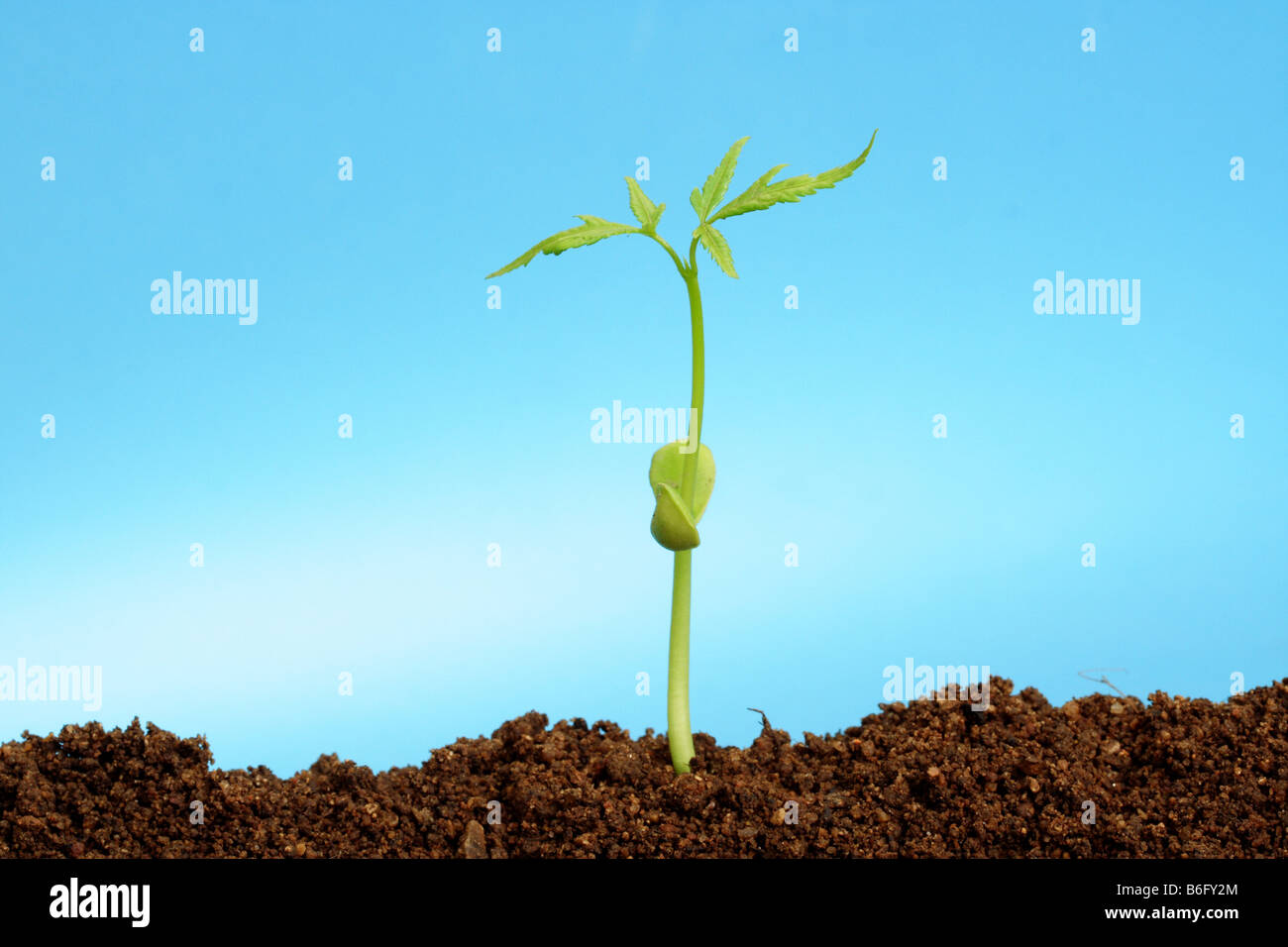 Plántulas creciendo desde el suelo Foto de stock