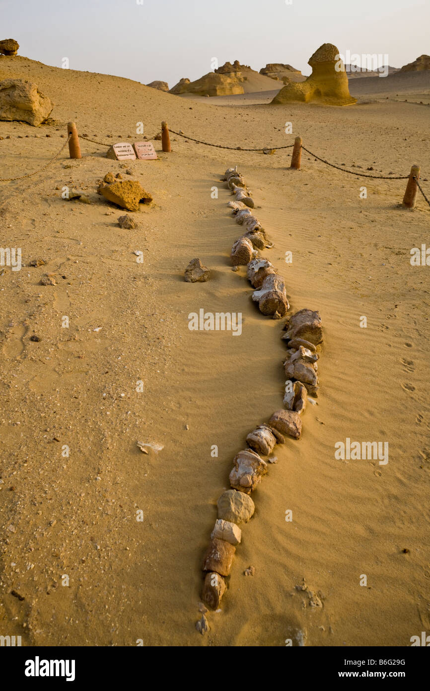 Fósil de lumbar y cola de ballena Basilosaurus verterbae, Wadi AlHitan