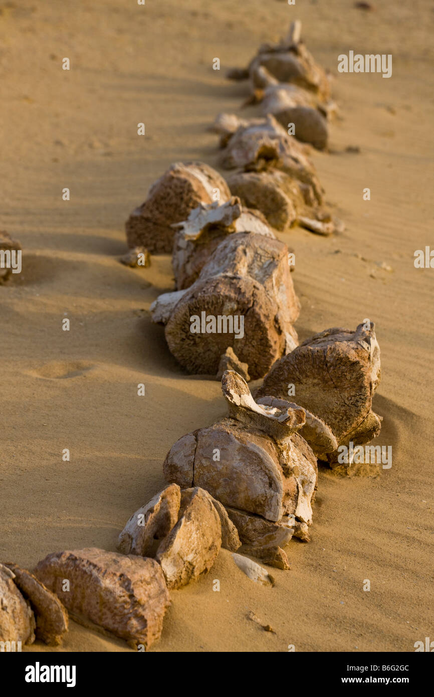 Fósil de lumbar y cola de ballena Basilosaurus verterbae, Wadi AlHitan