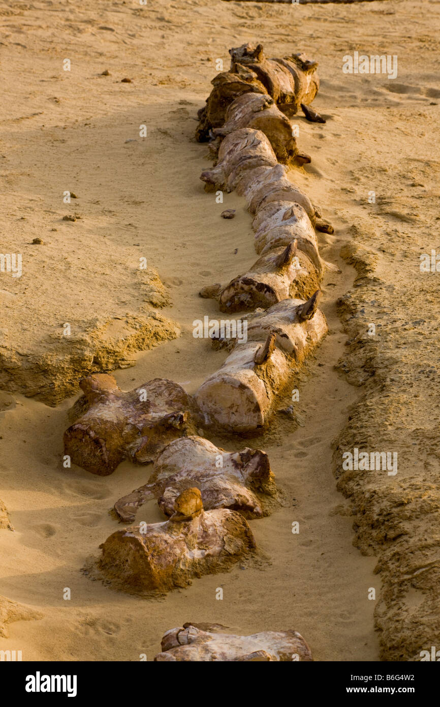 Fósil de la mandíbula superior y esqueleto de ballena Basilosaurus