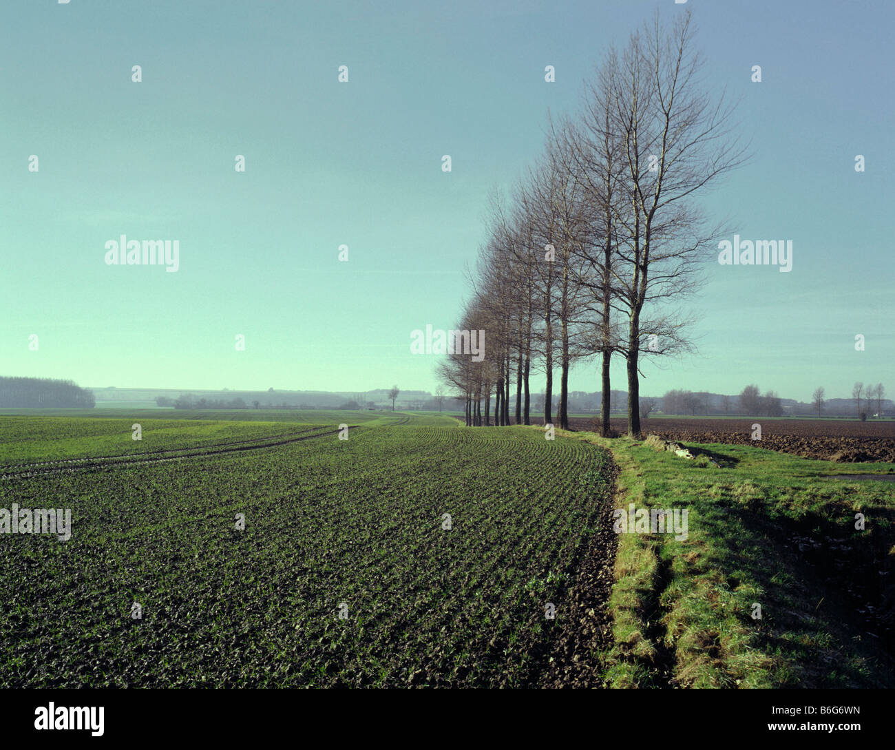 Fila de Álamos Blancos (Populus alba) en tierras de cultivo con nuevos cultivos de cereales sembrados en la llanura Oriental de Lincolnshire Wolds Inglaterra Foto de stock