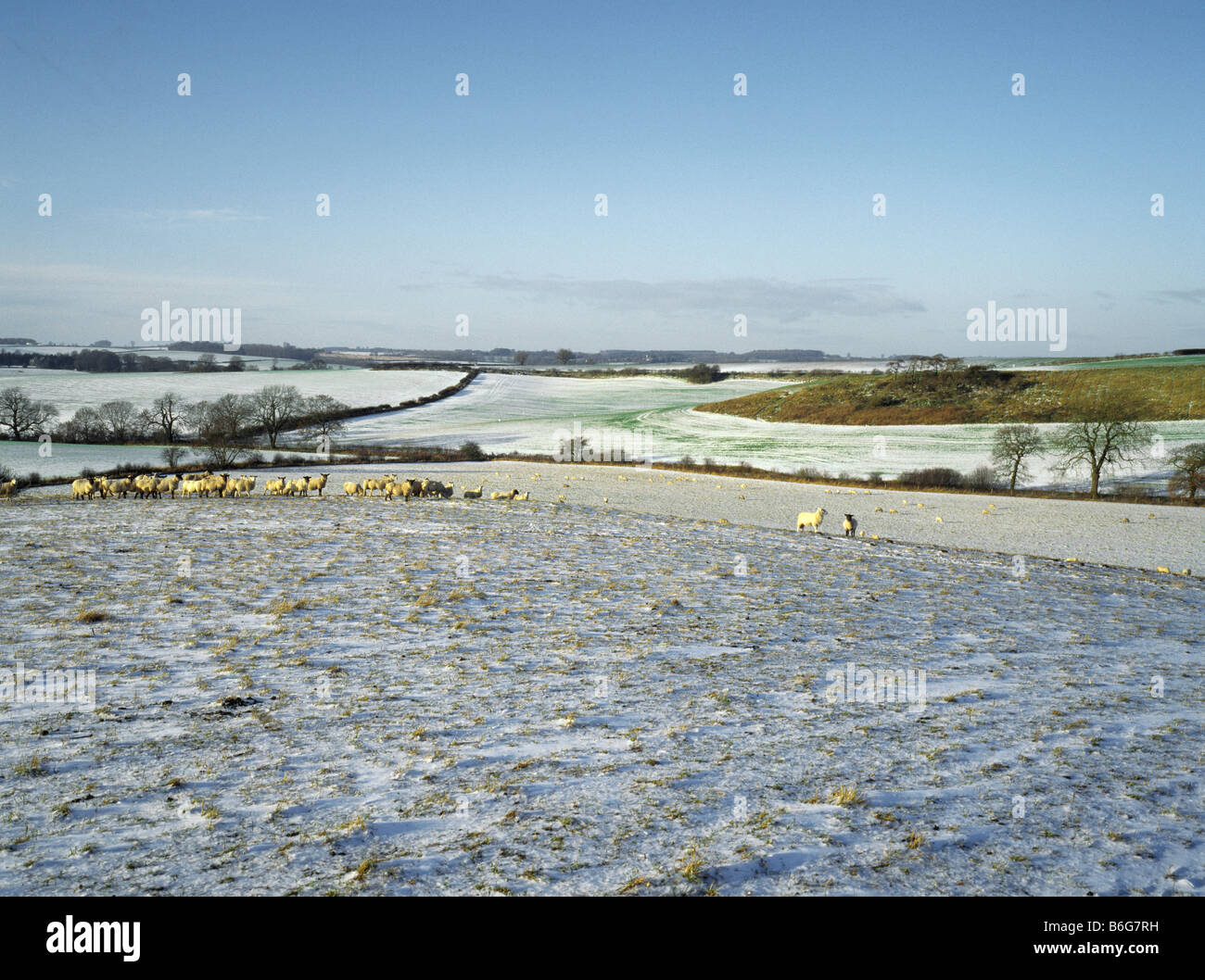 Ovejas en la nieve cubrió los pastos altos en el Lincolnshire Wolds Inglaterra Foto de stock