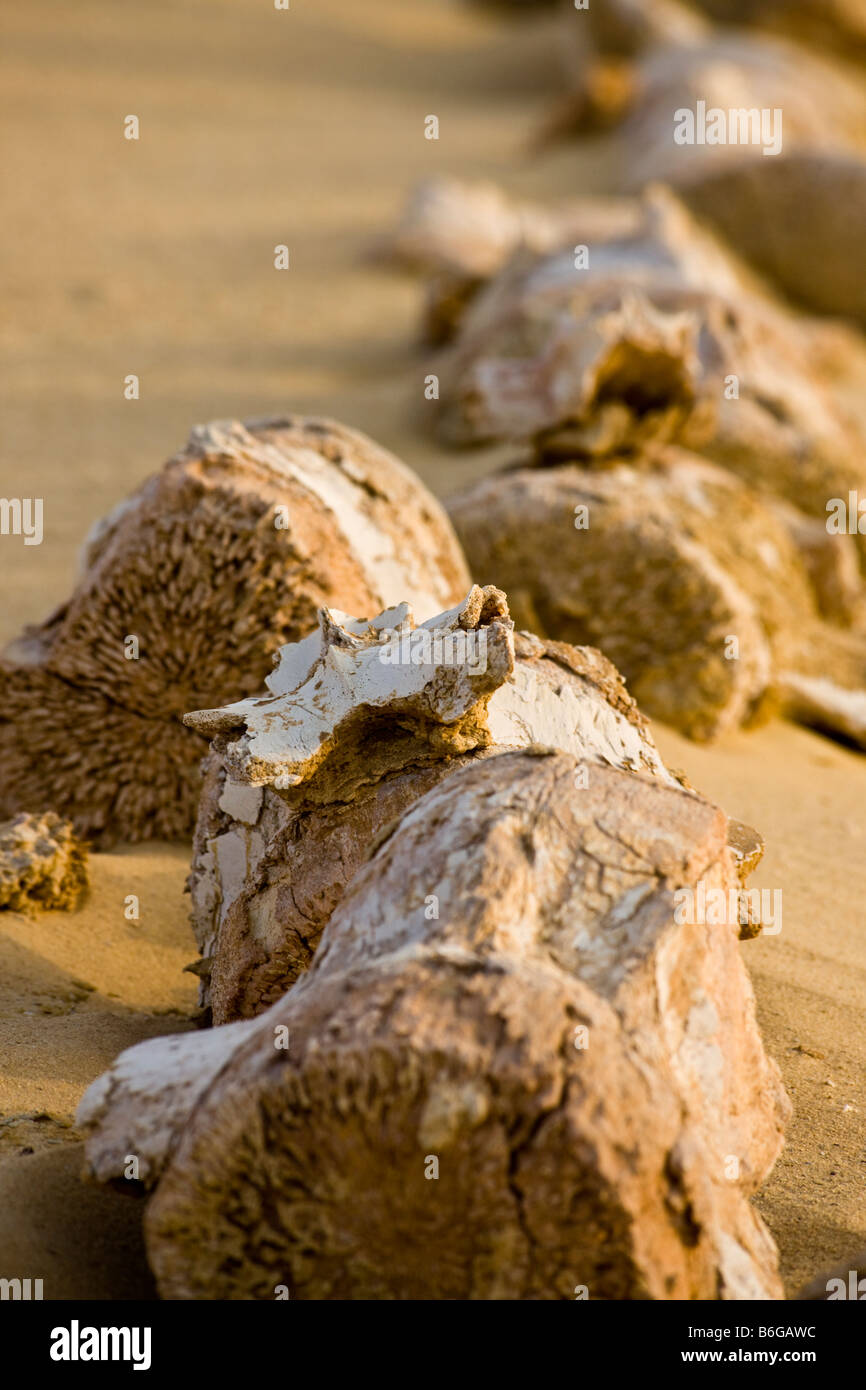 Detalle de fósil de lumbar y cola de ballena Basilosaurus verterbae