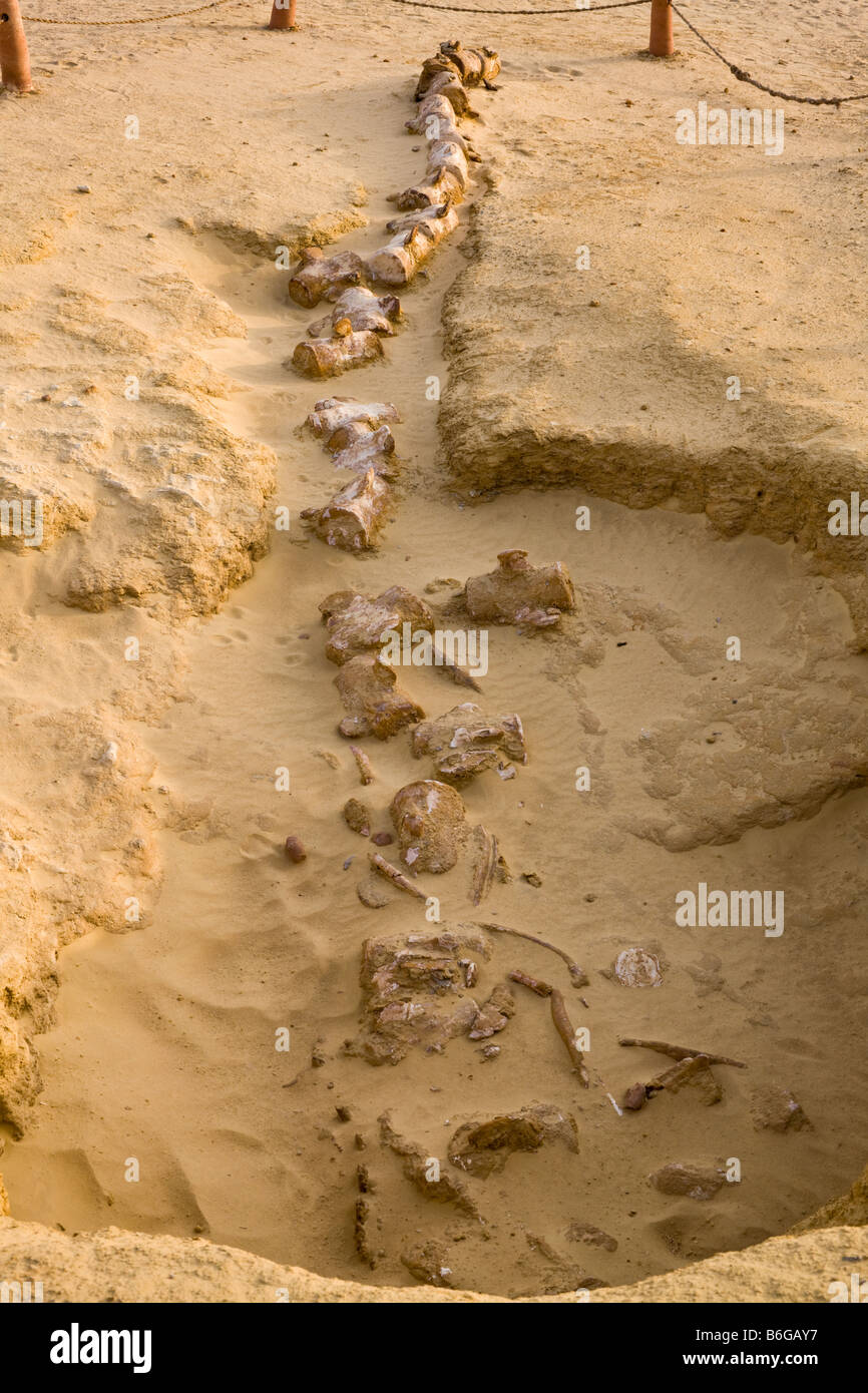 Fósil de la mandíbula superior y esqueleto de ballena Basilosaurus