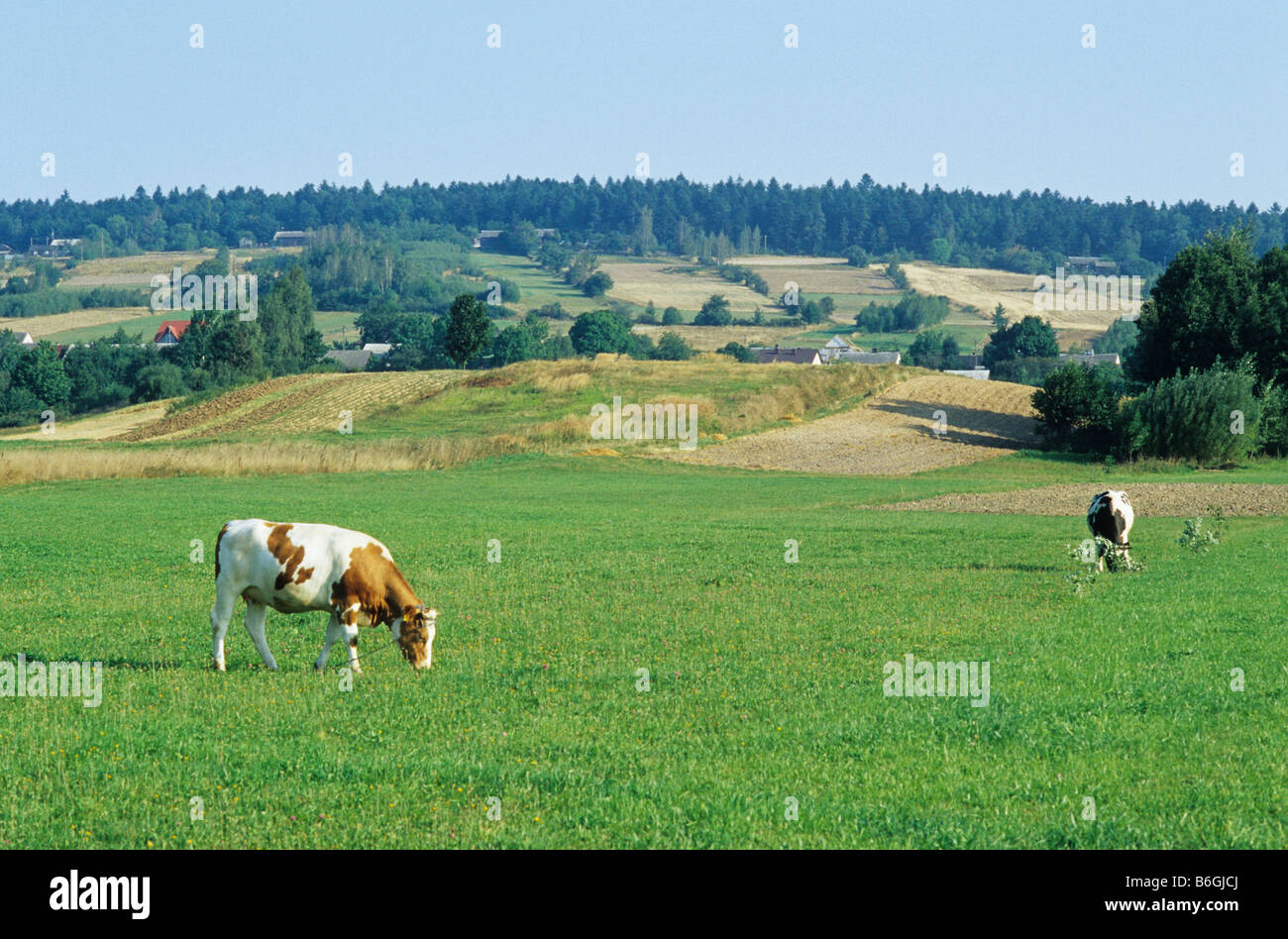 Polonia Psary vacas en pastos cerca de la aldea Foto de stock