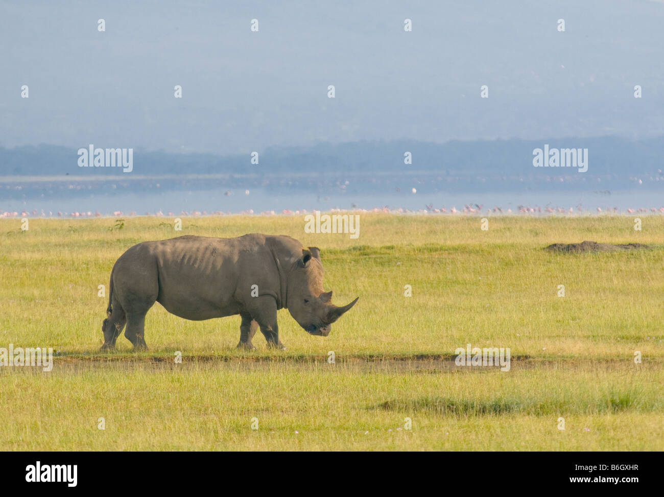 Rinocerontes en el Parque Nacional lago Nakuru Kenia Foto de stock