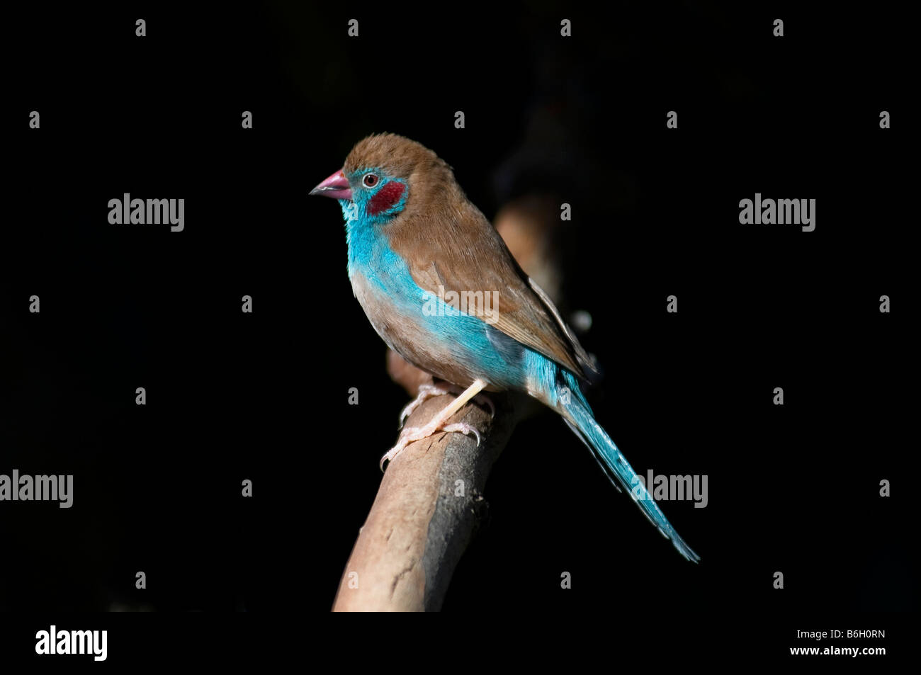 Rojo-cheeked Cordon-bleu Finch 'Uraeginthus bengalus' Foto de stock