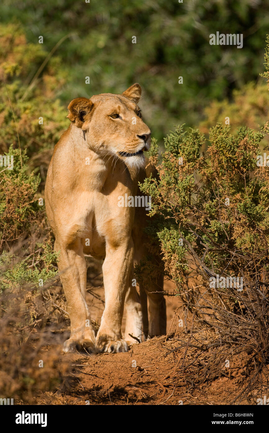 León femenino la caza para alimentar a tres cachorros, Parque Nacional de Samburu, Kenia Foto de stock