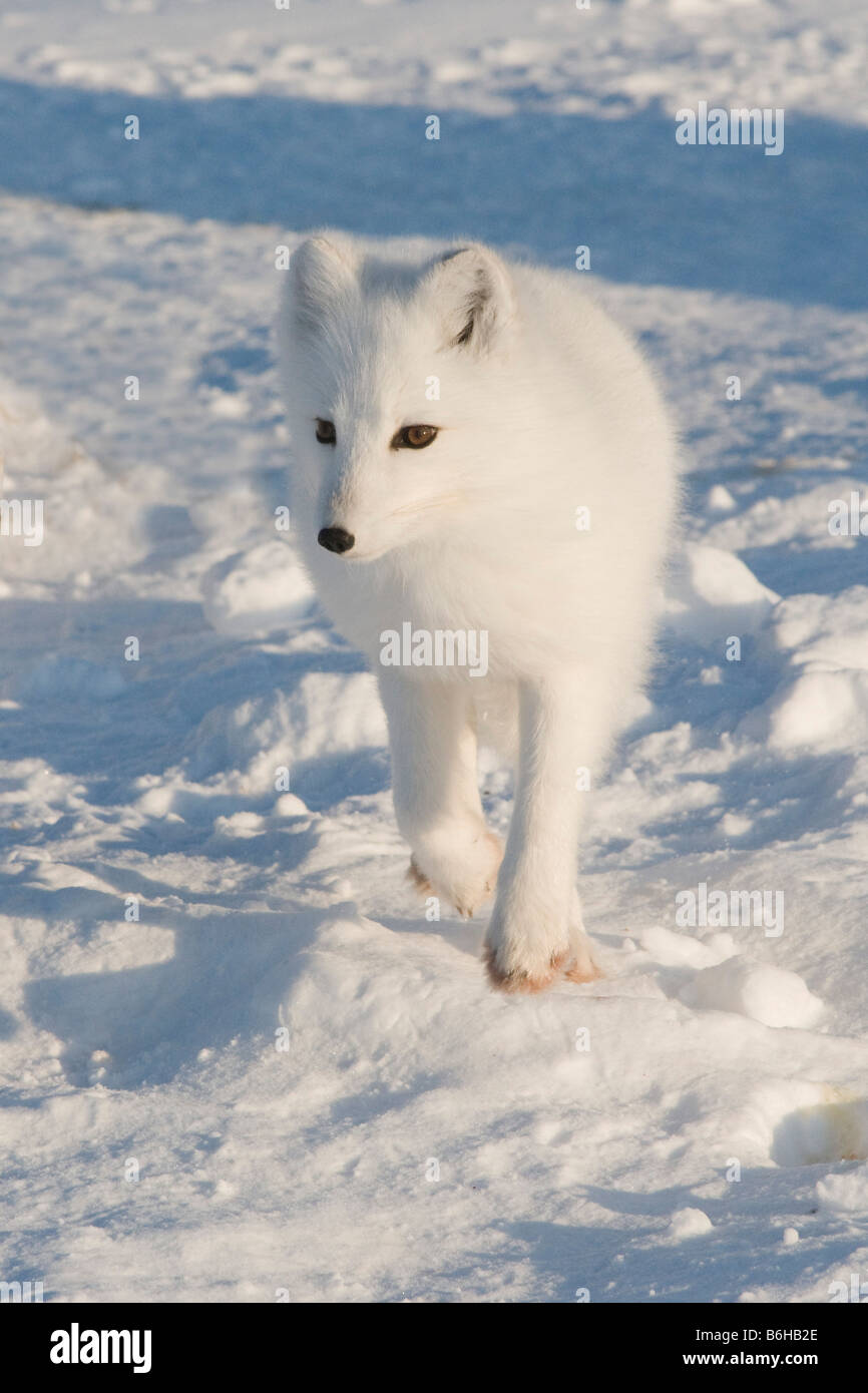 Zorro ártico Alopex lagopus adulto cambiando en su abrigo de invierno ártico recorre la costa en busca de alimentos Foto de stock