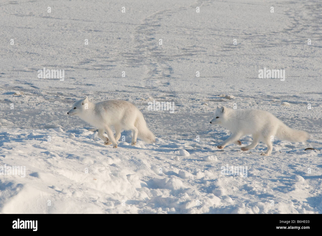 Zorro ártico Alopex lagopus par de adultos jugar chase y otro alrededor de la banquisa frente a la costa ártica Foto de stock