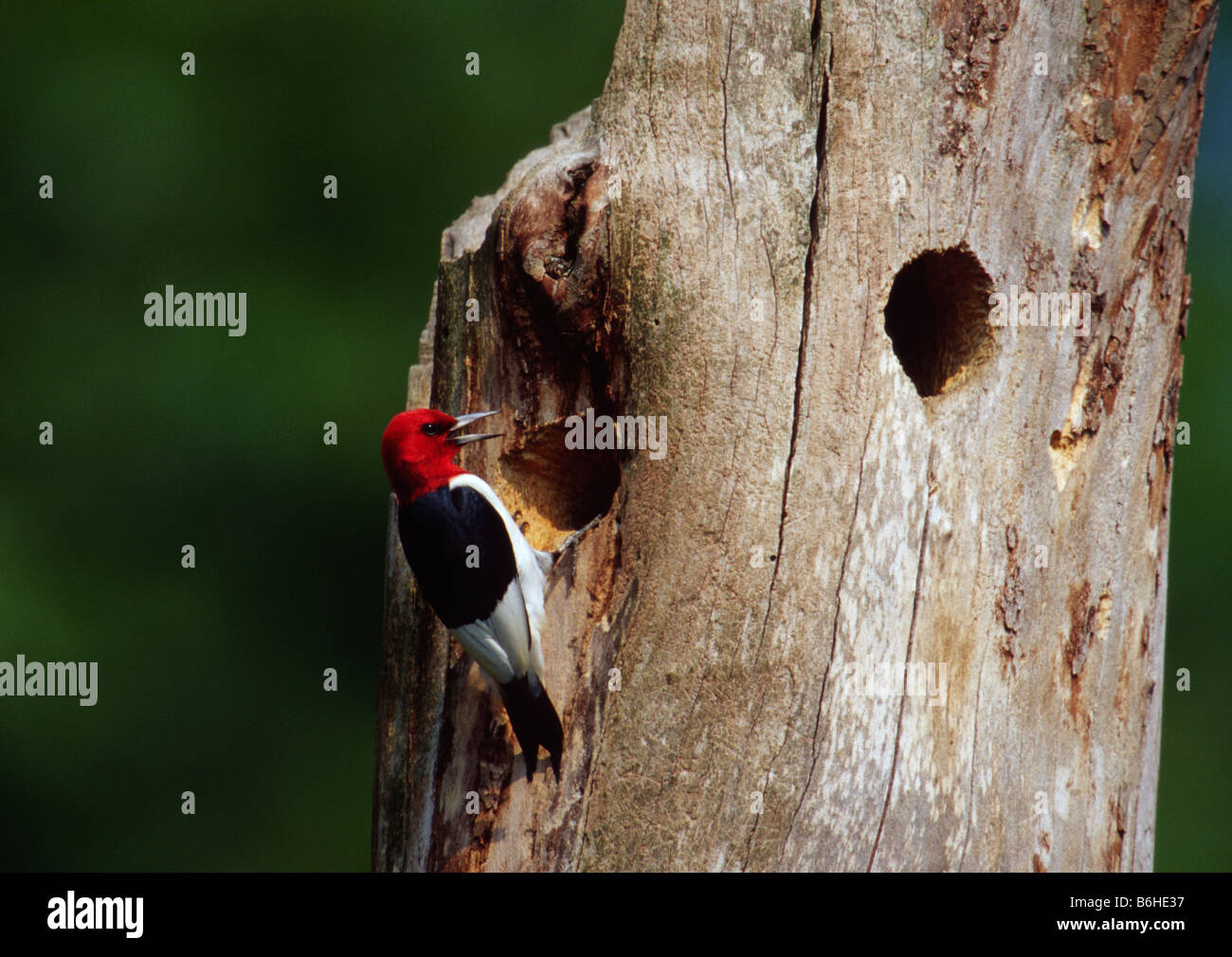 Red-Headed Woodpecker (Melanerpes erythrocephalus) Foto de stock