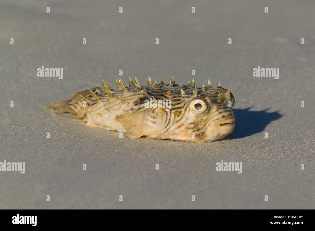 Un pez laurino de rayas (Chilomycterus schoepfii) muerto en la playa. Foto de stock