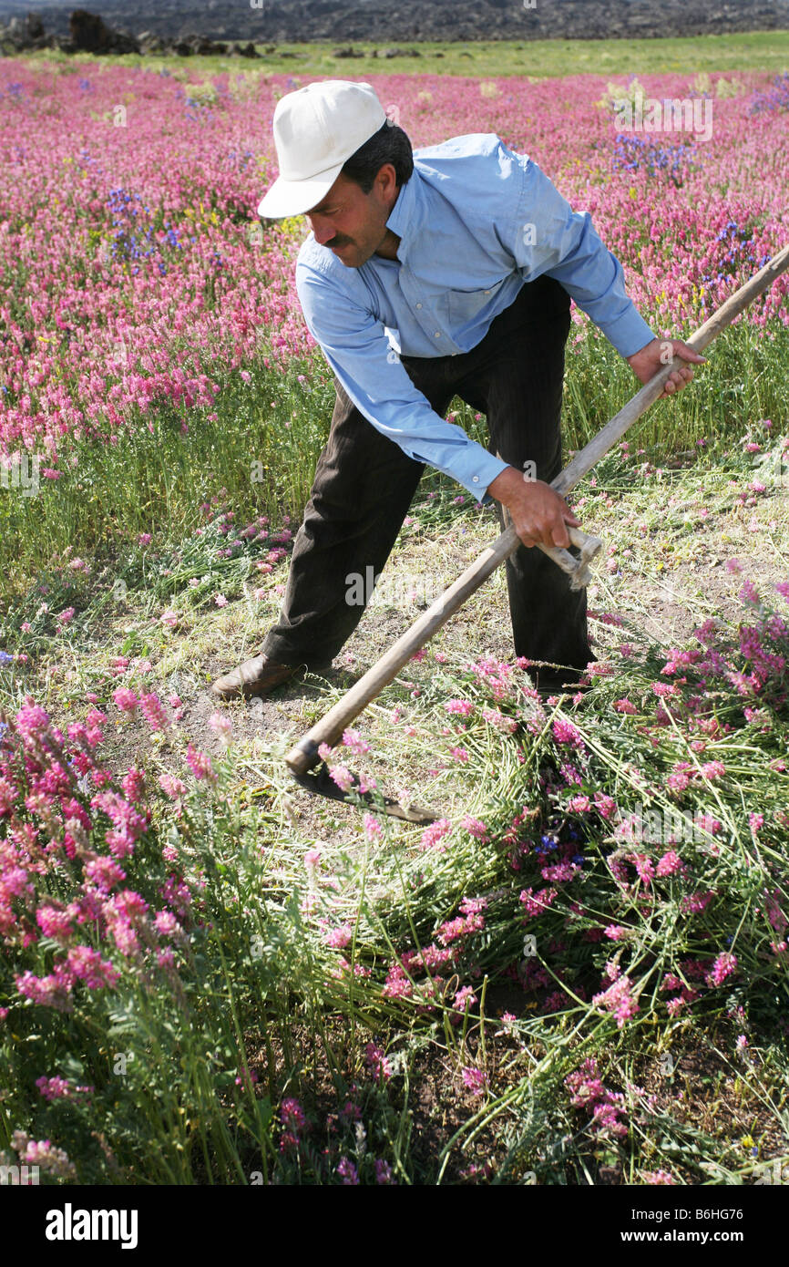 Un hombre cortando las plantas con una guadaña cerca del Van, una ciudad en el noreste de Turquía Foto de stock