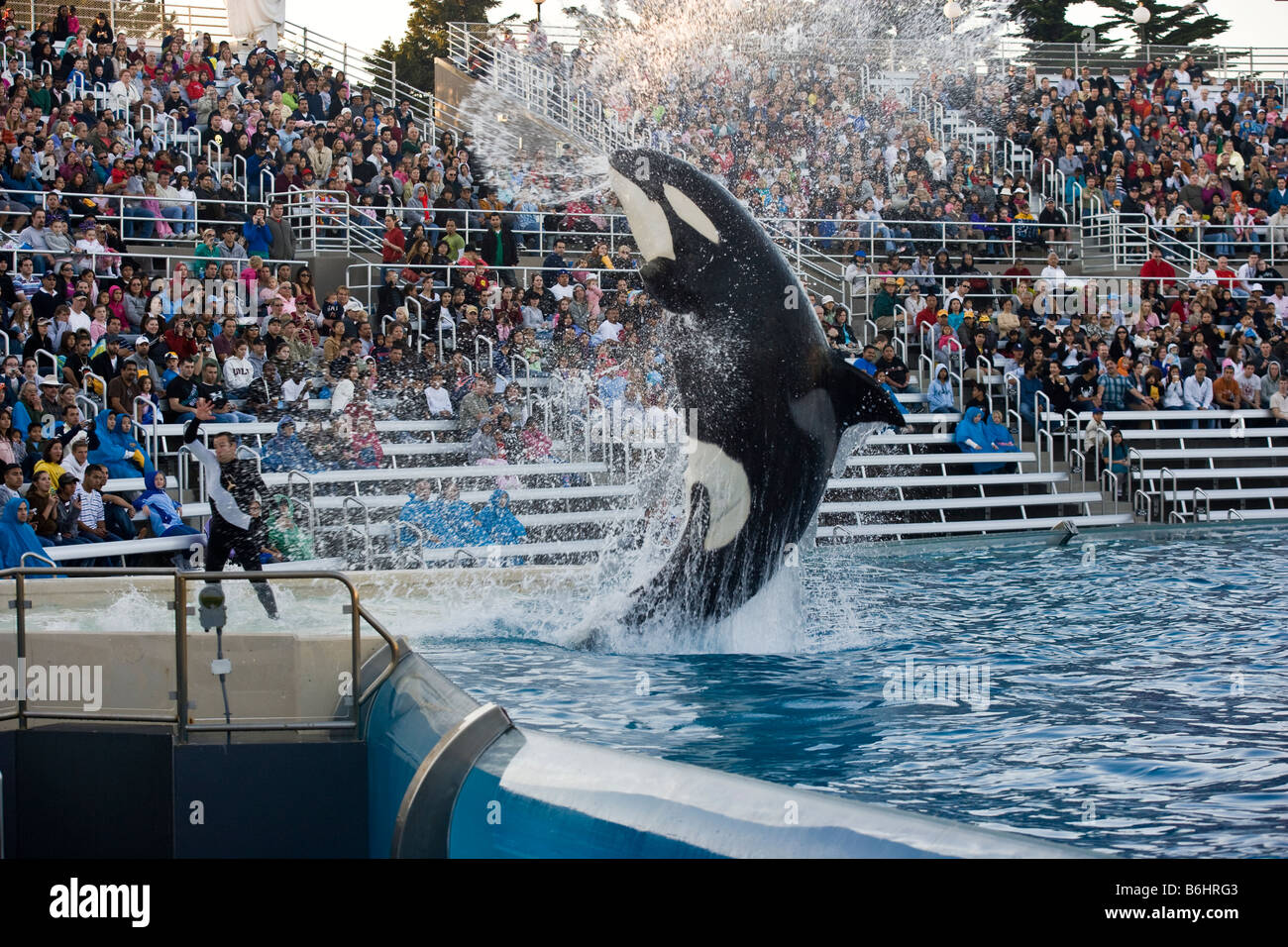 Rendimiento de Orca en el Seaworld San Diego Mission Bay Foto de stock