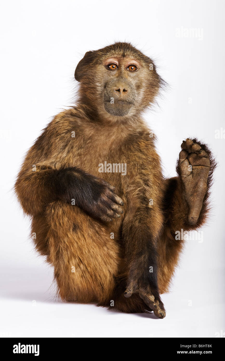 Chacma Baboon Papio ursinus joven babuino contra fondo blanco Dist África meridional Foto de stock