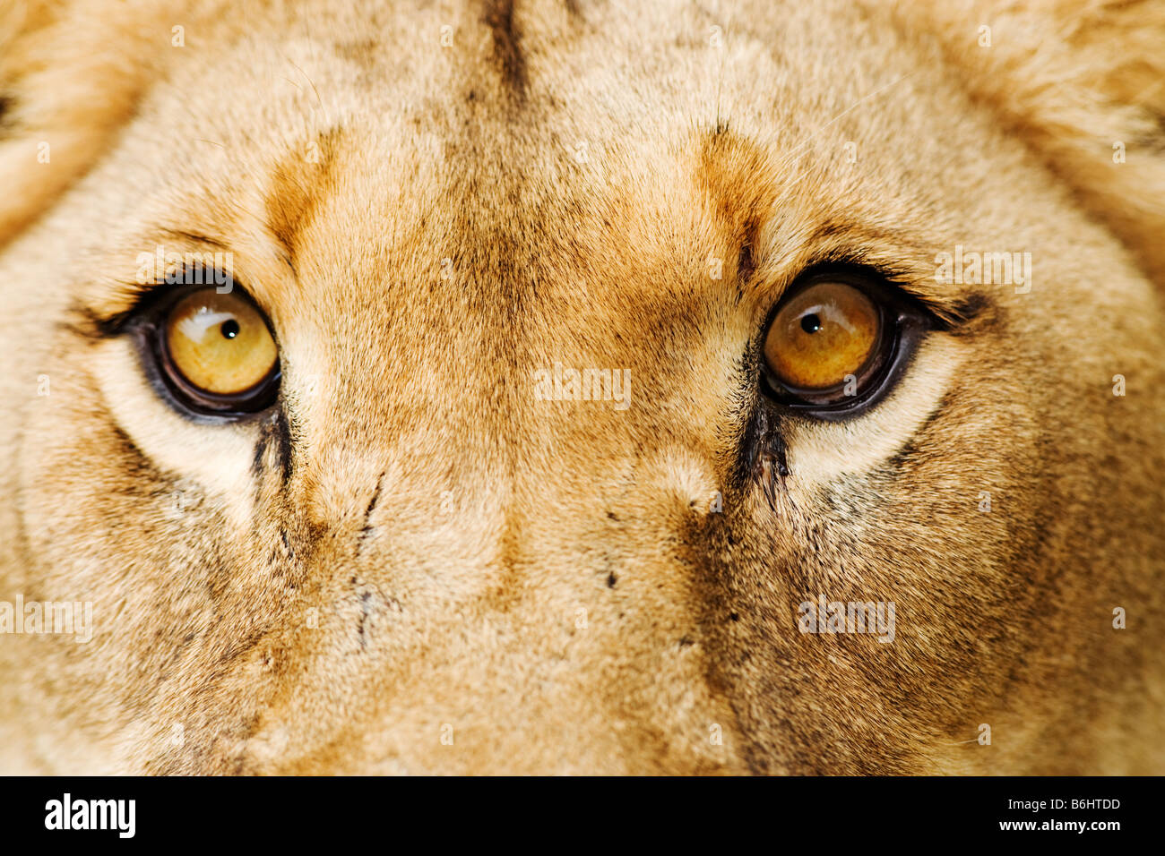 León Panthera leo cerca de una leona Dist el África Subsahariana Foto de stock