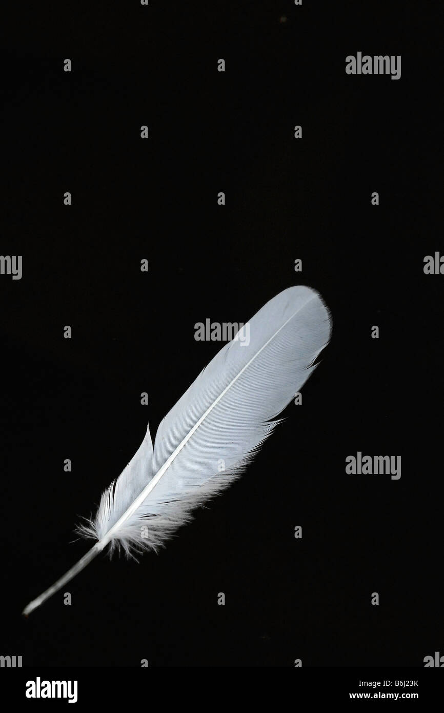 Textura de plumas blancas fotografías e imágenes de alta resolución - Alamy