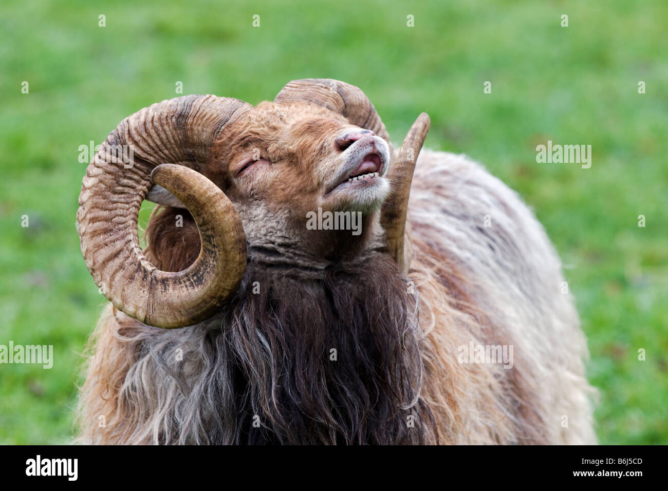 Disparo a la cabeza de un carnero Ronaldsay Norte mostrando magníficas grandes cuernos, rizado y su labio superior curvado hacia arriba como él huele la fragancia. Foto de stock